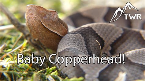 Baby Copperhead Identification Tips And More Information Youtube