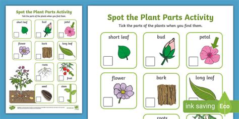 Spot The Plant Parts Activity Sheet I Twinkl Teacher Made