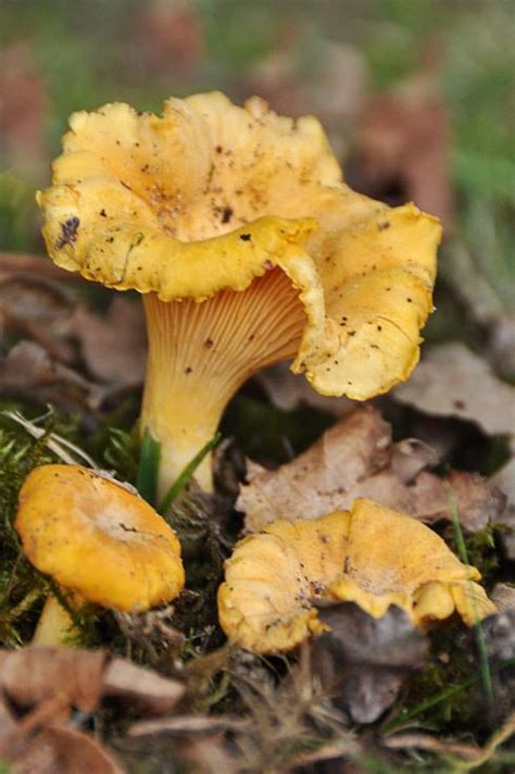 La Chanterelle Ou Girolle En Aveyron