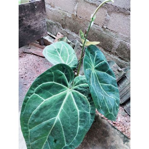 Jual Tanaman Hias Anthurium Crystallinum Kuping Gajah Shopee Indonesia