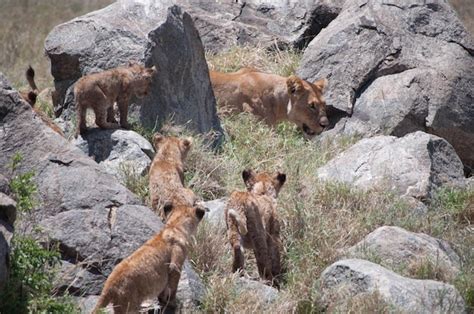 Premium Photo | African lion cubs on some rocks