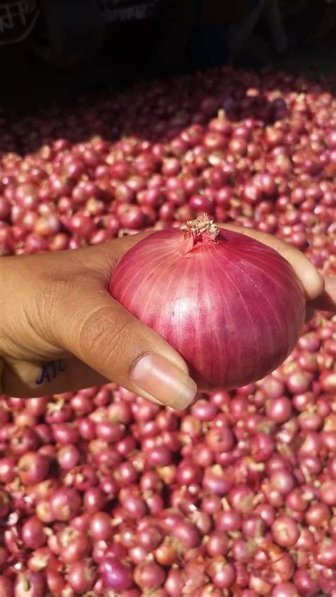 Garwa Maharashtra Onion Garva A Grade Onion Size Mm At Rs Kg