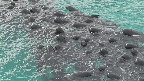 Sacrifican De Las Ballenas Que Quedaron Varadas Misteriosamente En