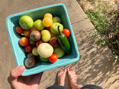easiest   preserve tomatoes fairdare