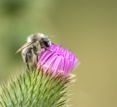 Gratis Afbeeldingen Natuur Stekelig Fabriek Fotografie Purper