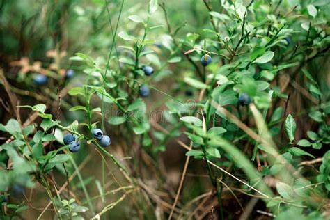 Wild Blueberry Bushes in a Green Forest. Harvesting Blueberries Stock ...