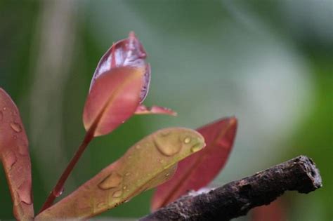 Tambis fruit tree | Fifteen Farmers Coffee Project