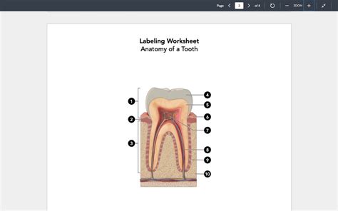 anatomy of a tooth labeling Diagram | Quizlet