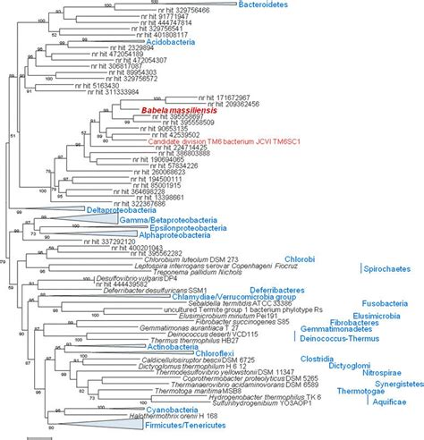 Maximum Likelihood Tree Of S Rna Gene Constructed With Treefinder