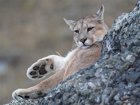 Top Cat: Why The Puma Is A Leading Influencer In The Animal Kingdom ...