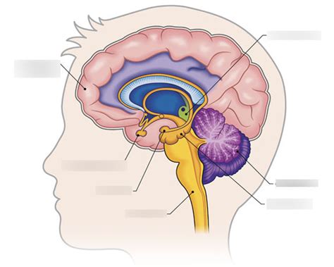 Psych Sec 3 Biology Of Behavior Diagram Quizlet