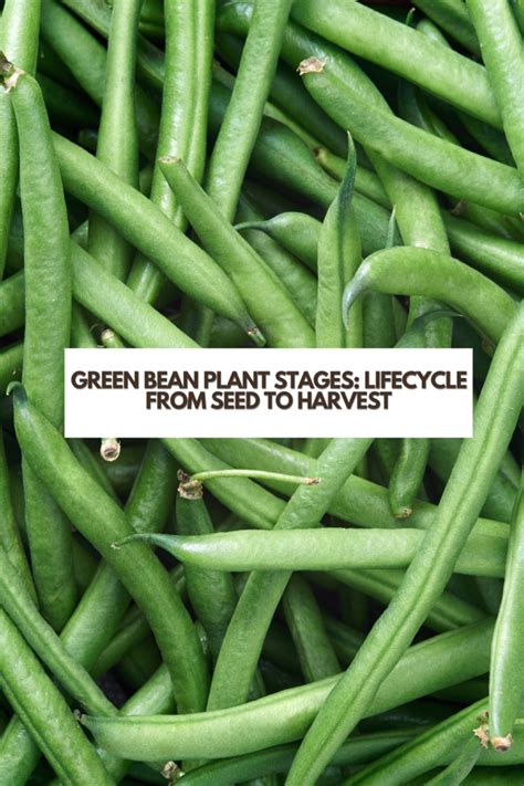 Green Bean Plant Stages Lifecycle From Seed To Harvest Its Me Lady G