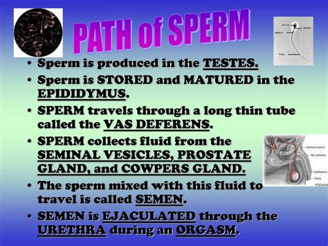 Ppt Ovaries Primary Sex Characteristic Will Begin To Increase And