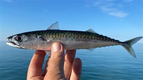 Maine Mackerel Fishing Guide License Requirements And Regulations