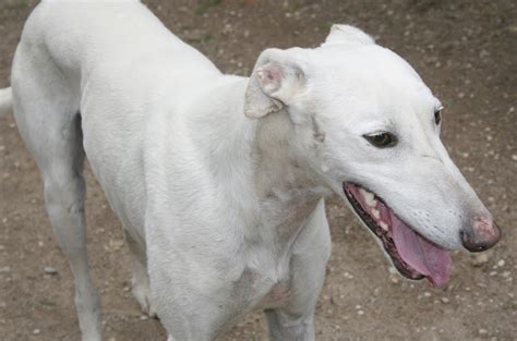 Noble Galgo UrgentÍsimo Damaso Galgo Puro Totalmente Blanco De 2