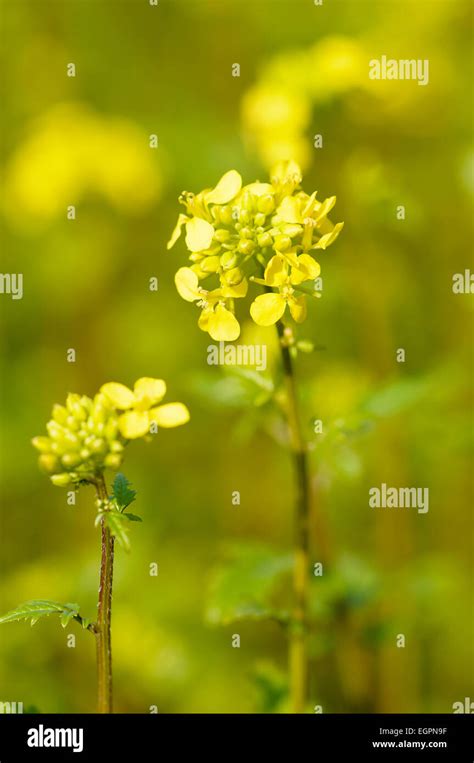 Mustard Seed Plant Fully Grown