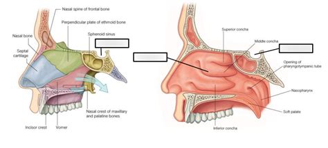 Diagram Of The Endocrine Glands And The Pelvis The Hypothalamus And