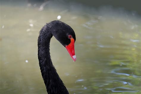 Cygne Le Noir Deuil Photo Gratuite Sur Pixabay