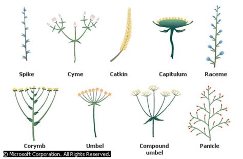 Inflorescence And Its Types Botanica Ilustraciones Botanicas