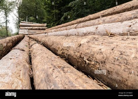 Pile Of Felled Tree Trunks At A Logging Site Prepared For Transport