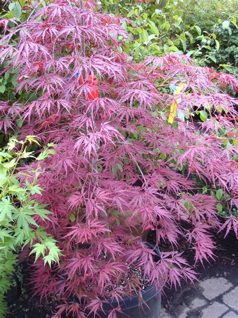 Pixie Japanese Maple Japanese Maple Tree Acer Palmatum Japanese Maple