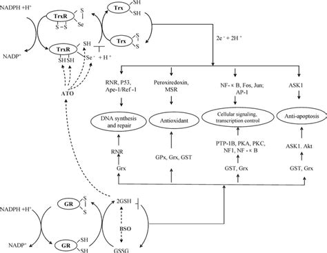 Trx And GSH Pathways Interacting With ATO Trx System Including NADPH