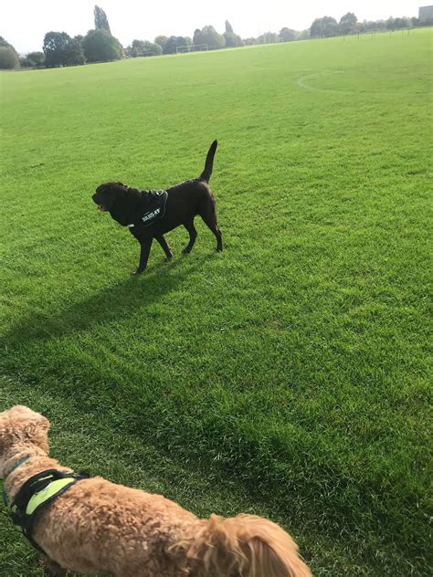 Fetch - dog walking added a new photo. - Fetch - dog walking