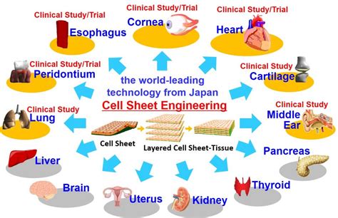 Regenerative Medicine With Cell Sheet Engineering Abmes