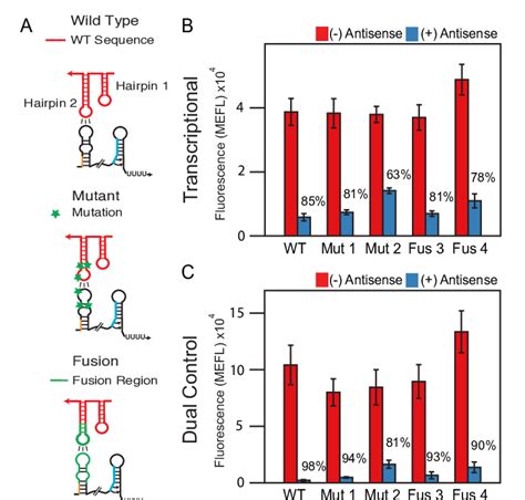 The Dual Transcriptiontranslation Control Strategy Functions Across