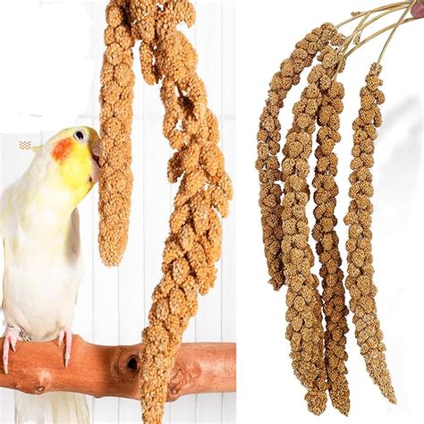 Amazon MANON ROSA Natural Spray Millet Healthy Bird Treat And