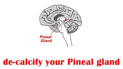 Ways To Decalcify Your Pineal Gland Youtube