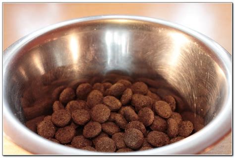 What Is The Best Kibble For Dogs