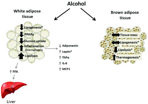 Summary Of The Effects Of Chronic Alcohol On White And Brown Adipose