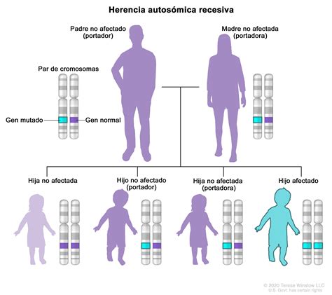 Definición de herencia autosómica recesiva Diccionario de cáncer del