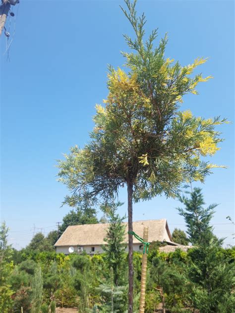 Juniperus Horizontalis ”variegata” Šarenolisna Polegla Kleka Gajena