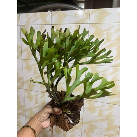 Tanduk Rusa Platycerium Ridleyi Shopee Malaysia