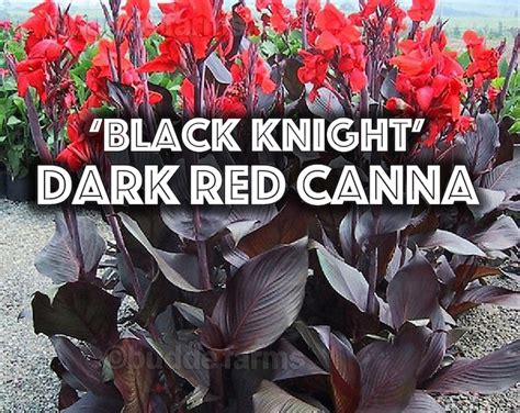 Canna Lily Bulbs Dark Red Purple Musifolia Large Tropical Plant W Red