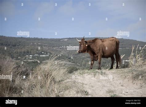 A Brown Corriente Cattle Breed with two horns standing with a hilly ...