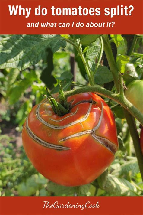 A Tomato Growing On A Plant With The Words Why Do Tomatoes Split And What Can I Do About It