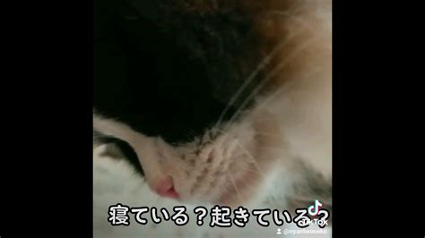 寝ている？起きている？ Catvideo 癒し猫動画 猫との生活 Catlover ラグドール Youtube