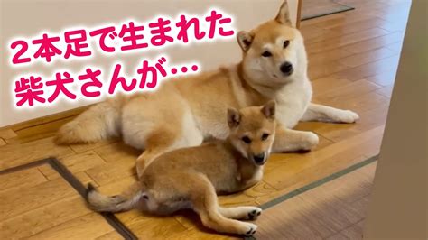 2本足の柴犬さん、春子ちゃん。 それって当たり前？