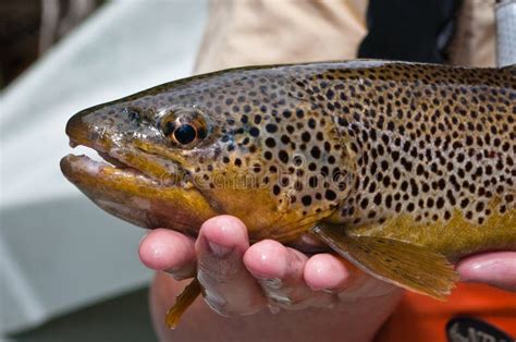 Close Up Of A Brown Trout After Being Caught Stock Photo Image Of