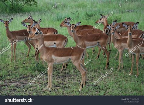 Herd Antelope South African Savanna Stock Photo 2218670431 Shutterstock