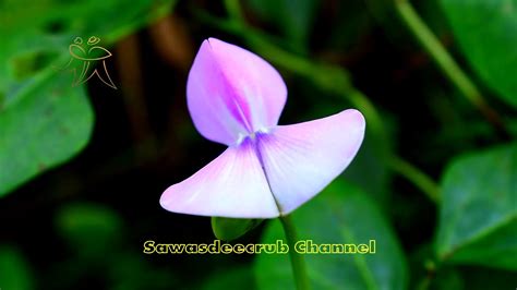 Nature And Flowers ธรรมชาติandดอกไม้ 364 By Nikon Dslr D5300 Youtube