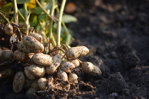 How To Grow Peanuts 100 Nuts Per Plant