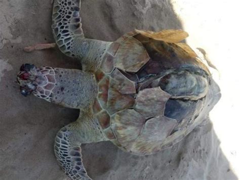 Encuentran Otra Tortuga Muerta En Playas De Tuxpan