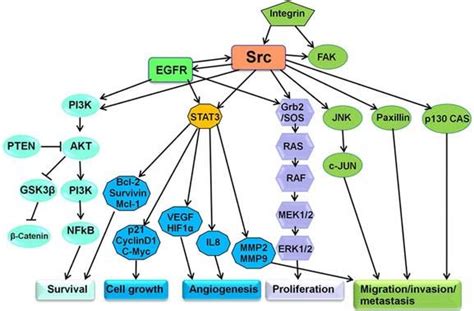 Src Mediated Transduction Pathways Src Plays A Key Role In Multiple