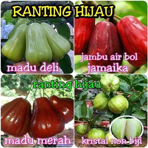 Jual Bibit Jambu Paket 4 Jenis Jambu Air Madu Deli Madu Merah Kristal