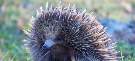 Short Beaked Echidna Northern Beaches Council