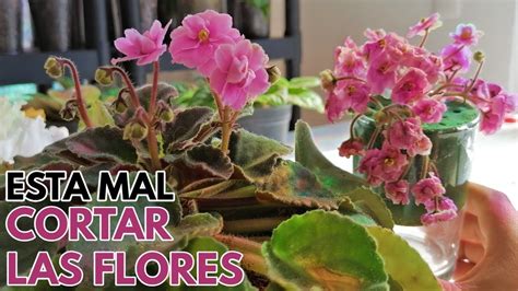 Razones Para Cortar Las Flores De Las Violetas Africanas Chuyito